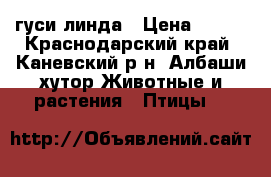 гуси линда › Цена ­ 170 - Краснодарский край, Каневский р-н, Албаши хутор Животные и растения » Птицы   